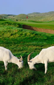 Lahinch Old Golf Course Photo 1